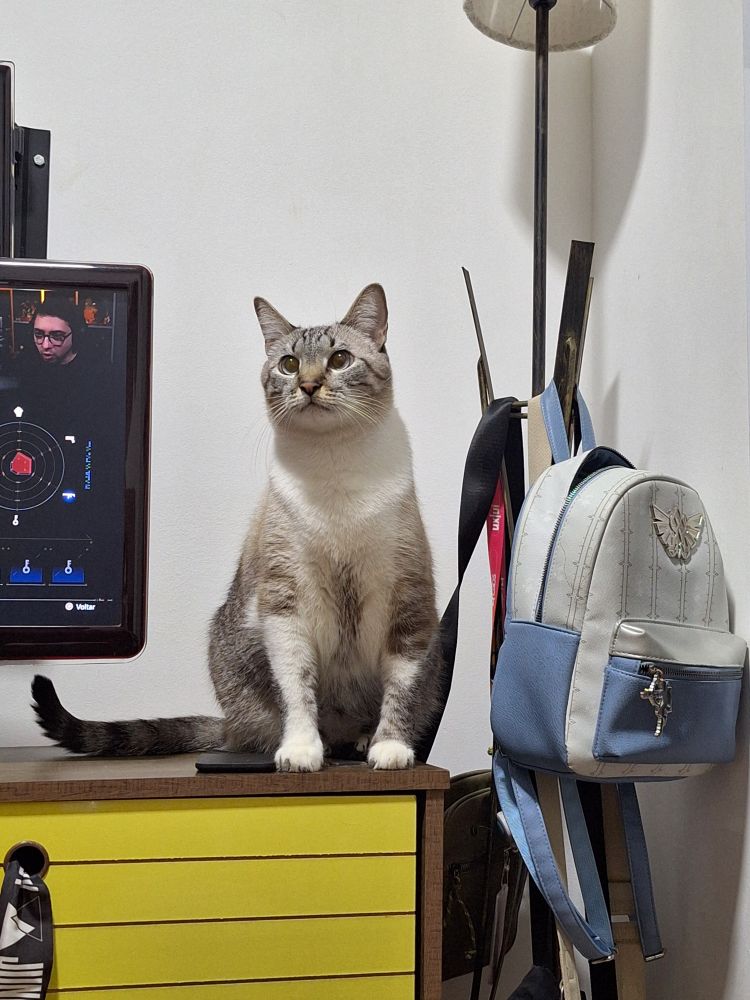 Gato coxinha tigrado branco e cinza sentado em um móvel olhando pra cima.