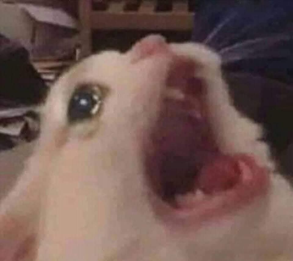 Devastated white cat yells to the sky with tears in its eyes