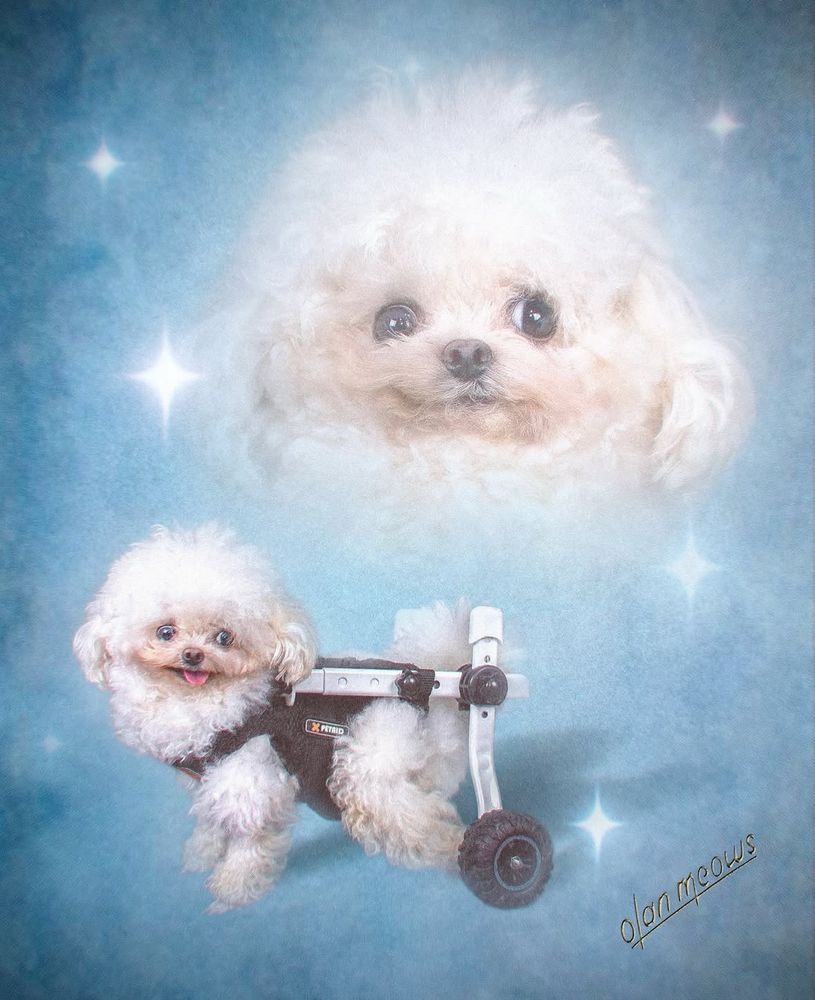 A tiny 1.5yo maltipoo puppy who is partially paralyzed and has a really cool wheel chair. Someone has made a cute school photo-like collage of him where we see him in full body at the bottom and just in bust at the top. He’s been given a blue cloudy background with stars 