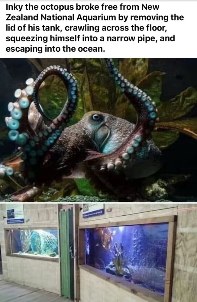 Inky the octopus broke free from New Zealand National Aquarium by removing the lid of his tank, crawling across the floor, squeezing himself into a narrow pipe, and escaping into the ocean.

Photo of an octopus, presumably Inky themself, with a light blue light on them, and another photo of inky’s aquarium from whence inky escaped.  