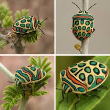 Four photo panels showing an  Sphaerocoris annulus aka the Picasso bug. A beautiful multi-colored shield-backed bug 

Sphaerocoris annulus can reach a length of about 15 millimetres (0.59 in).[2][3] The basic color is green, with eleven ring-shaped spots on the scutellum. The colors and the design of these bugs represent a warning to predators. They also emit a noxious odour when disturbed. Main host plants are Gossypium species (Malvaceae), Coffea arabica (Rubiaceae), Citrus species (Rutaceae) and Vernonia amygdalina (Asteraceae).[4] This species reproduces at the beginning of the dry season (November–December). Eggs are laid on the underside of leaves, and nymphs will spend a majority of their time in flowers feeding. Once they molt into adults, however, their feeding becomes more generalized. The full development lasts 56 days.[5][6] Sphaerocoris annulus nymphs are a creamy-white color with black stripes and dots, and gain their colorful spots when they reach maturity. [2]
