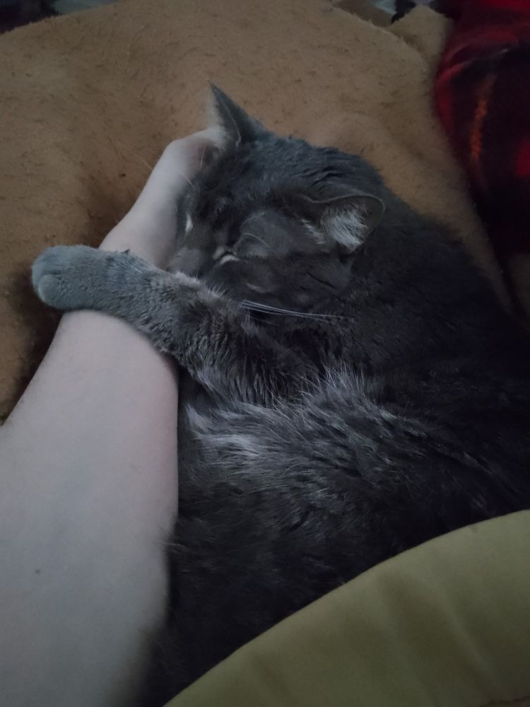 gato cinza rajado abraçando um braço humano extremamente pálido. ele dorme com a cabeça apoiada na mão. é o gato mais fofo e mais perfeito que já existiu