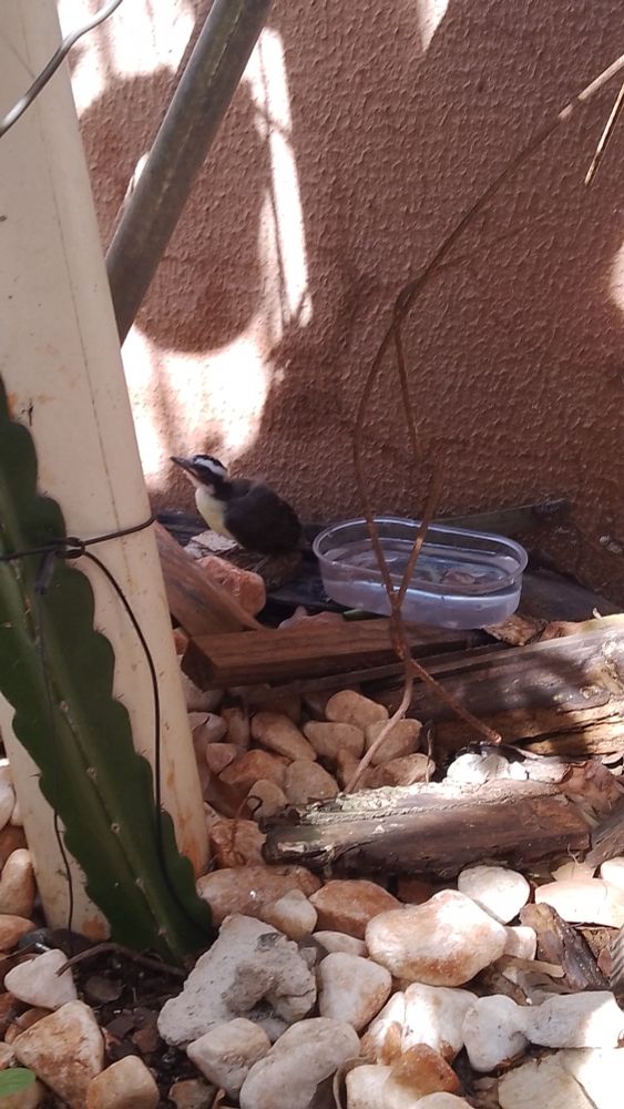 foto de um bem-te-vi filhote/quase adulto, uma ave marrom com uma faixa horizontal branca acima do olho e barriga/peito amarelo (ainda bem clarinho) ao lado de um pote de cheio de agua. falta um pouco de pena atrás do pescoço ainda. está em um local cheio de pedaços de madeira e pedras brancas