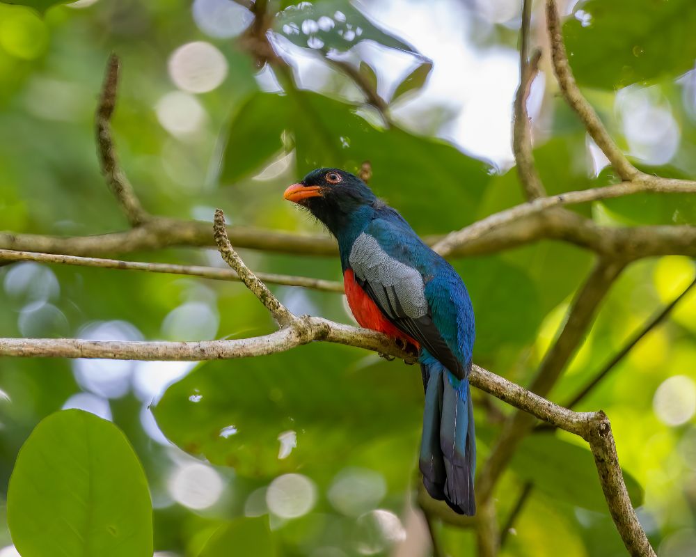 Blue-tailed trogon
