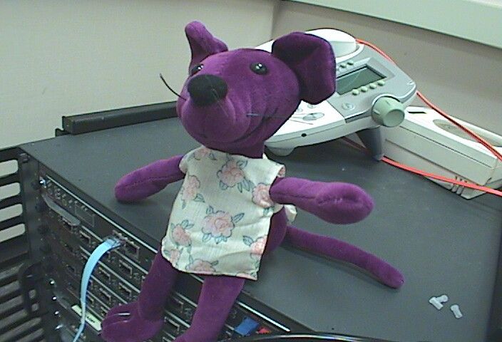 Purple stuff rat sitting atop an old net chassis device, in the background is a rare ip phone. Specific product details in a follow up.