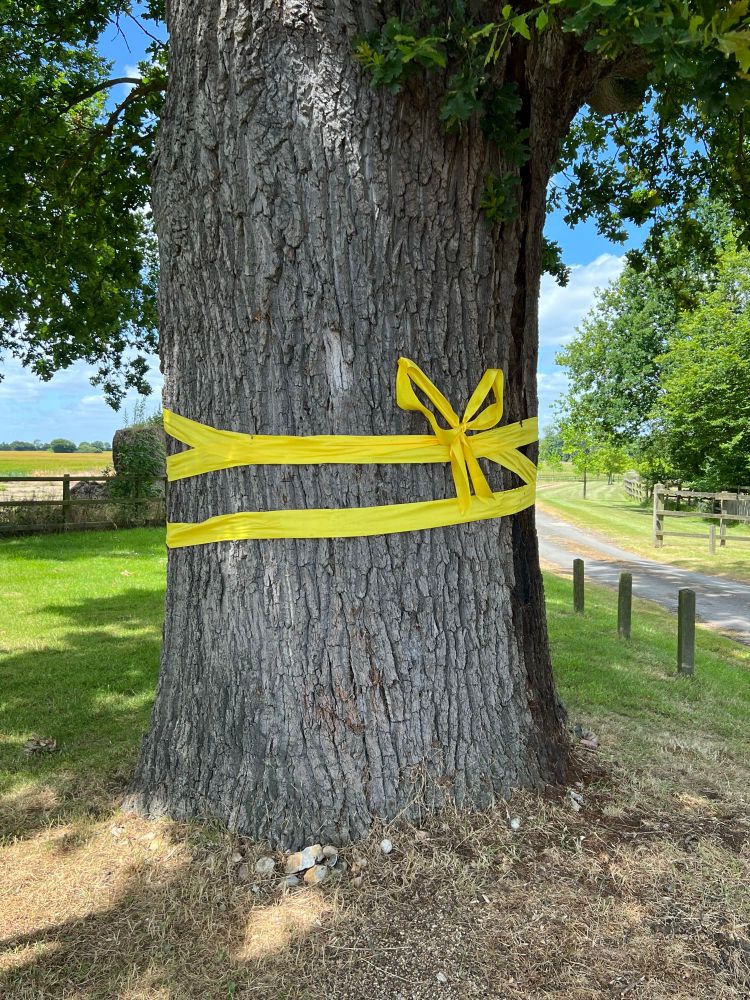 A yellow ribbon round an ole oak tree