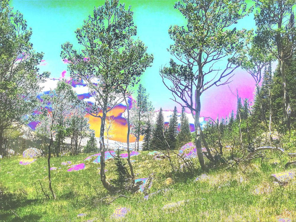 Abstract photo of forest scape - Colorado