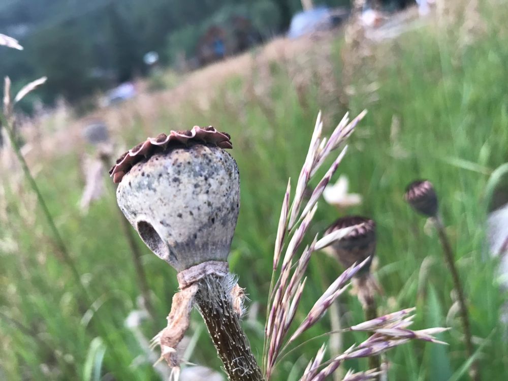 Dried poppy flower in a field of green..waiting for the next summer's rain