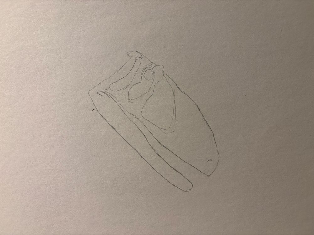 A crude drawing of a Yutyrannus skull angled downward.