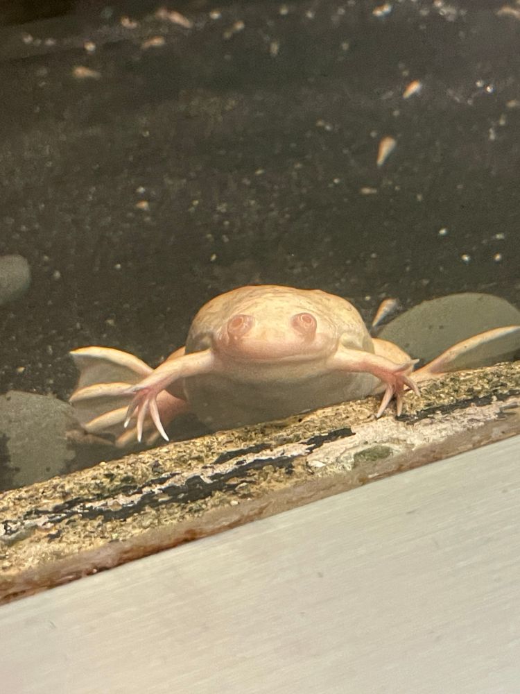 Fat frog