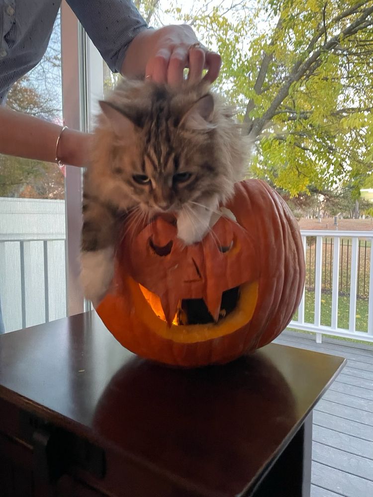 A Siberian cat escaping from a pumpkin carved into a spooky vampire face 