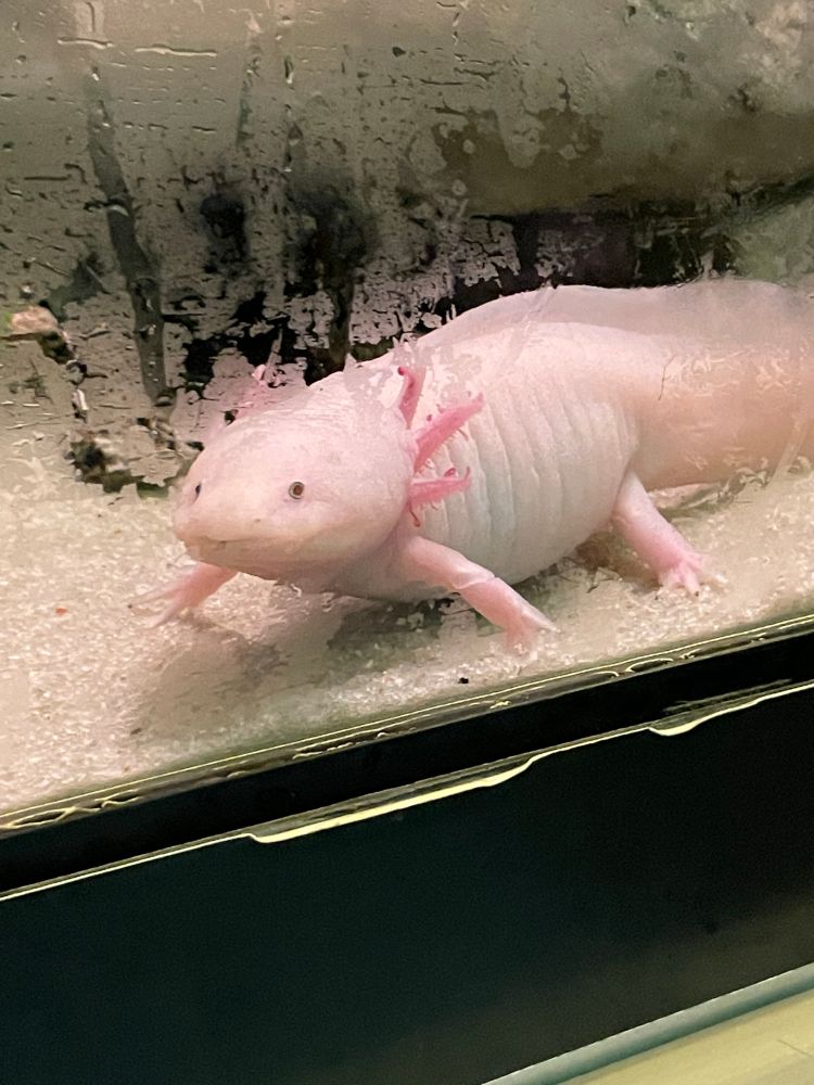 Axolotl!!