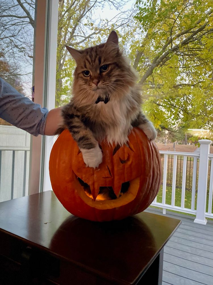 A Siberian cat sitting inside a pumpkin carved into a spooky vampire face 