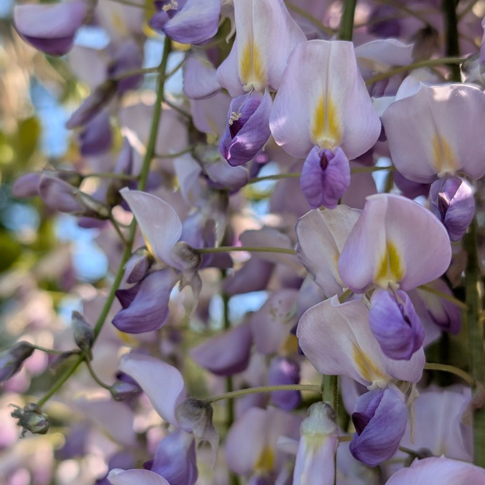 Close up photograph of a cluster of wisteria flowers, cascading in pea-like  blooms that are lilac, pink and yellow.