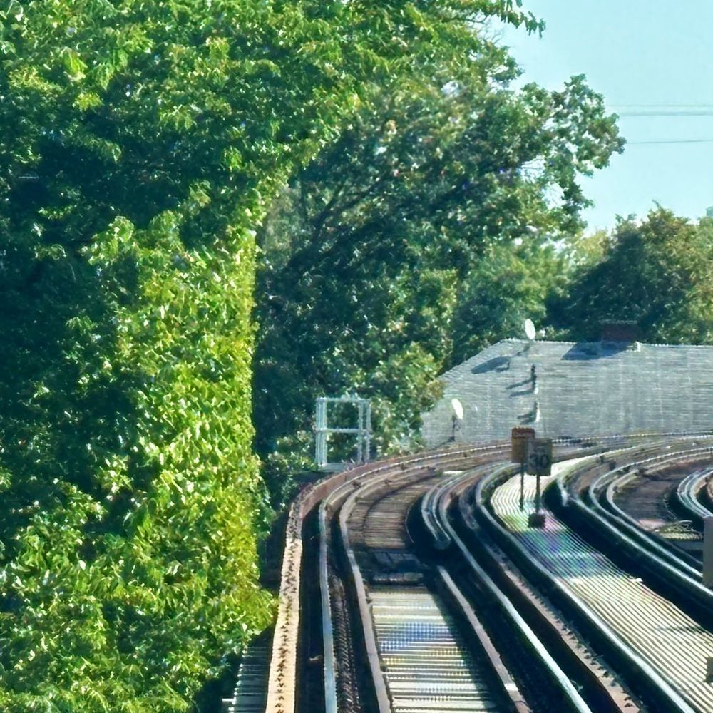 a tree with its edges outlining the shape of a chicago L train