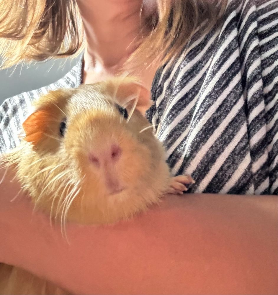 Blonde guinea pig looking innocent