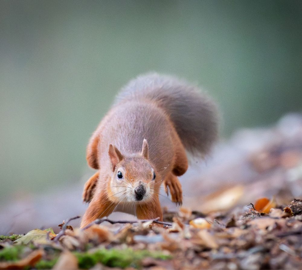 Red Squirrel running towards me over the leaf litter 