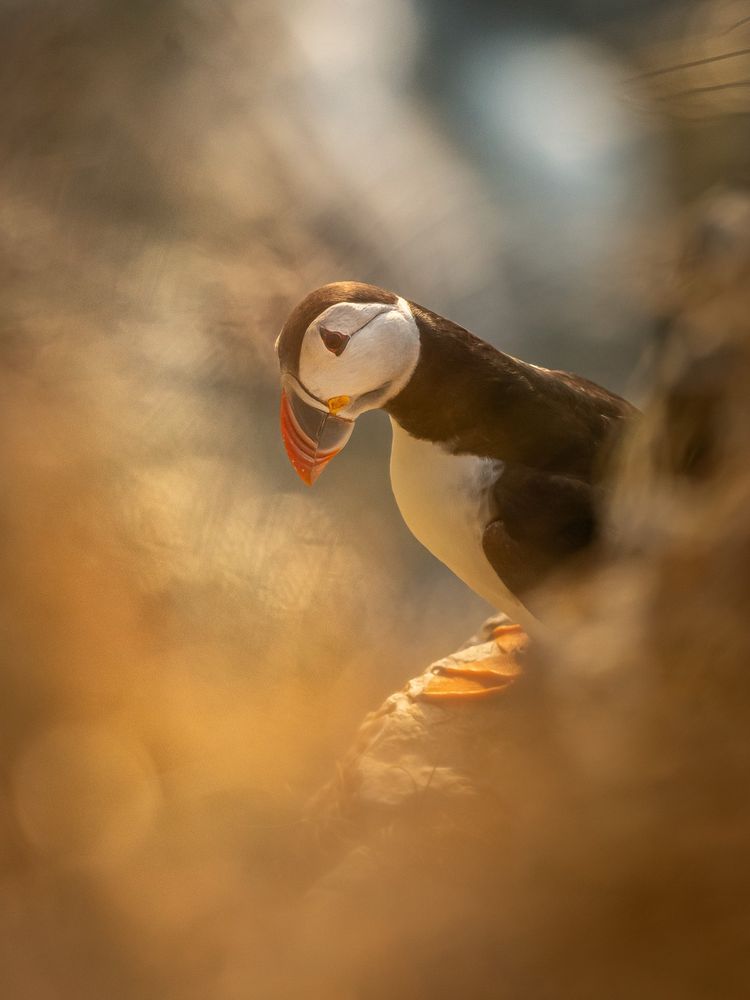 A Puffin nestled amongst yellowish vegetation along the clifftop, just catching the golden even light.