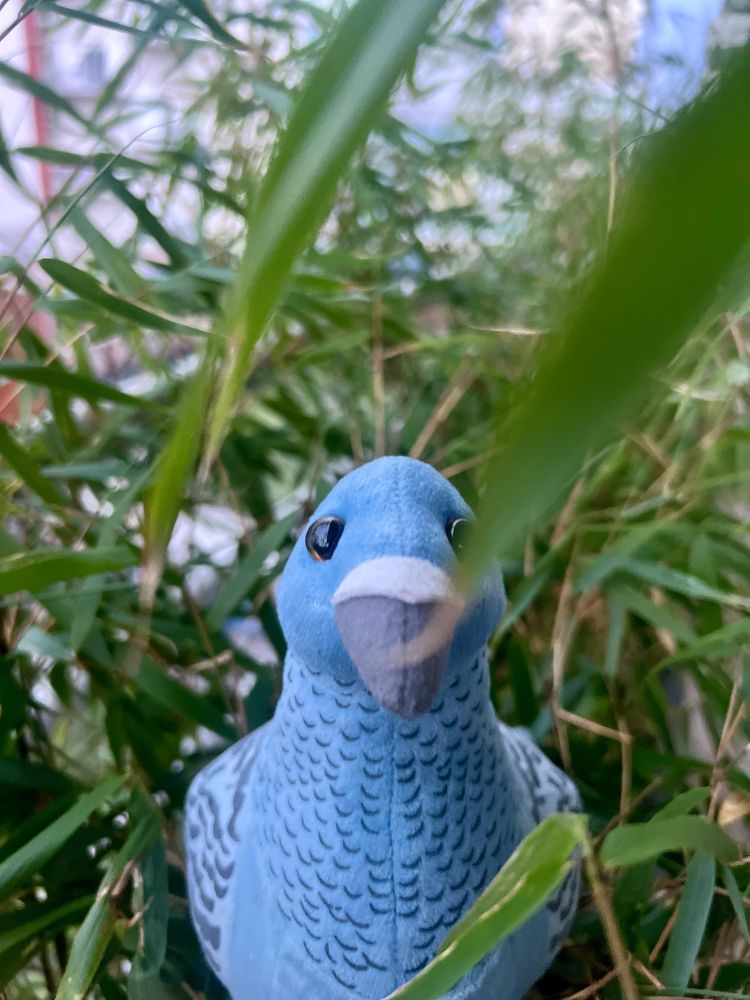 Pigeon dans des bambous 