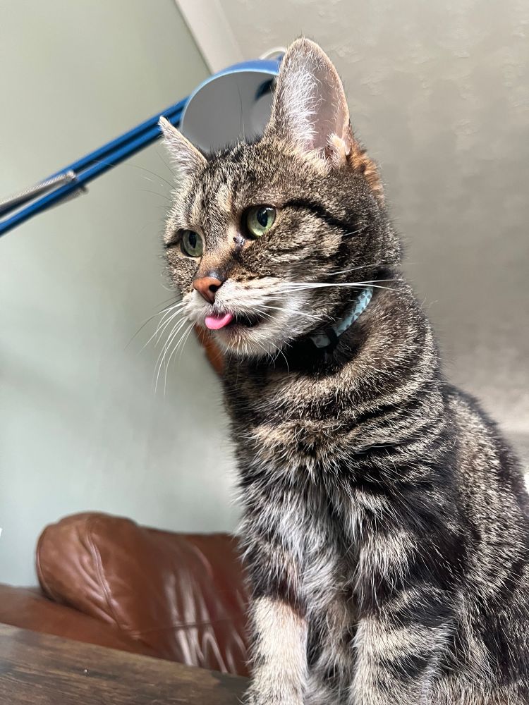 Adorable blep-face tabby cat