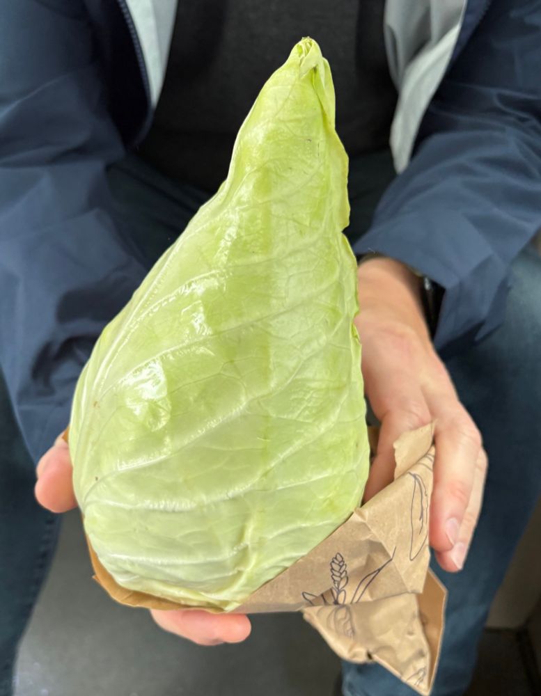 Kleines Spitzkraut