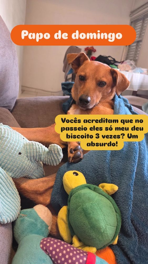 Foto semelhante à anterior, desta vez Rex olha para os bichos de pelúcia. O letreiro no topo da foto diz 