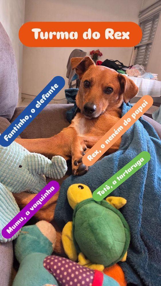 Vira lata caramelo olha para a câmera. Ele está num sofá parcialmente coberto por uma manta. Está com 3 bichos de pelúcia, todos identificados: Fantinho, um elefante azul, Mumu, uma vaquinha colorida, Totô, uma tartaruga verde e o vira lata, identificado como Rex, o neném do papai. Há no topo da foto letreiro escrito Turma do Rex.