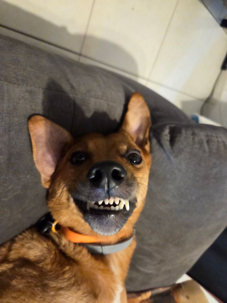 PT-BR Um vira lata caramelo sorri para a câmera, mostrando os dentes enquanto está deitado num sofá de tecido cinza escuro. EN A caramel dog smiles to the camera showing his teeth while laying on dark grey fabric sofa.