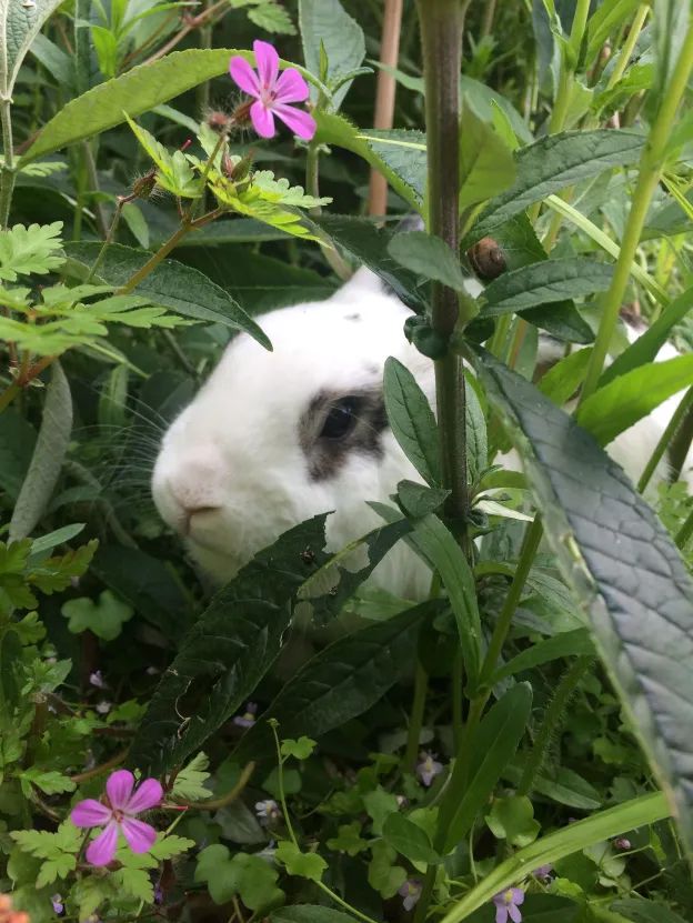 My rabbit, hiding in a flowerbed