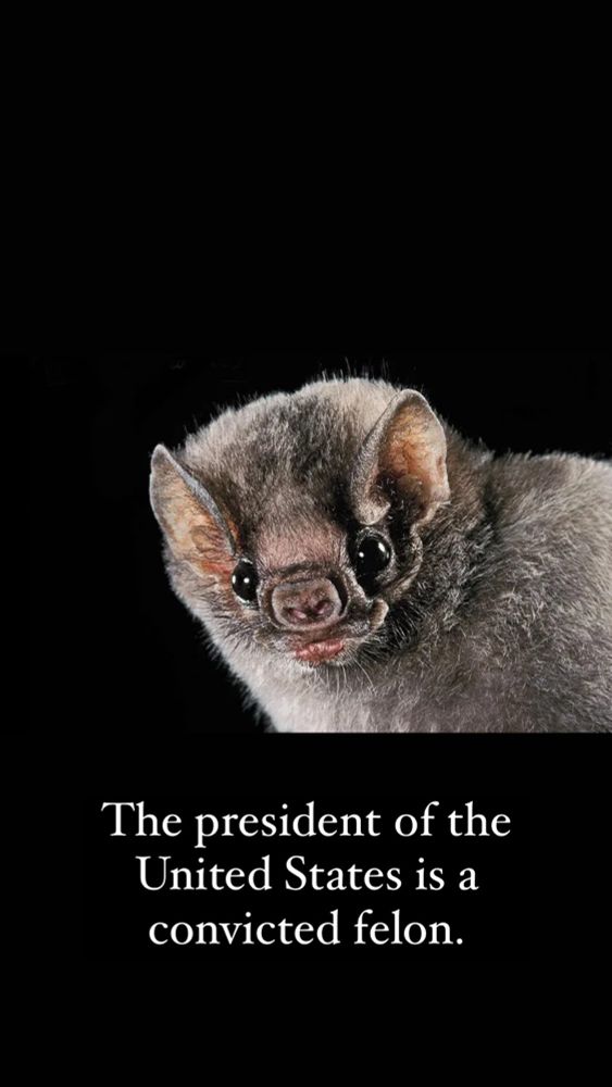 A bat 🦇 with caption