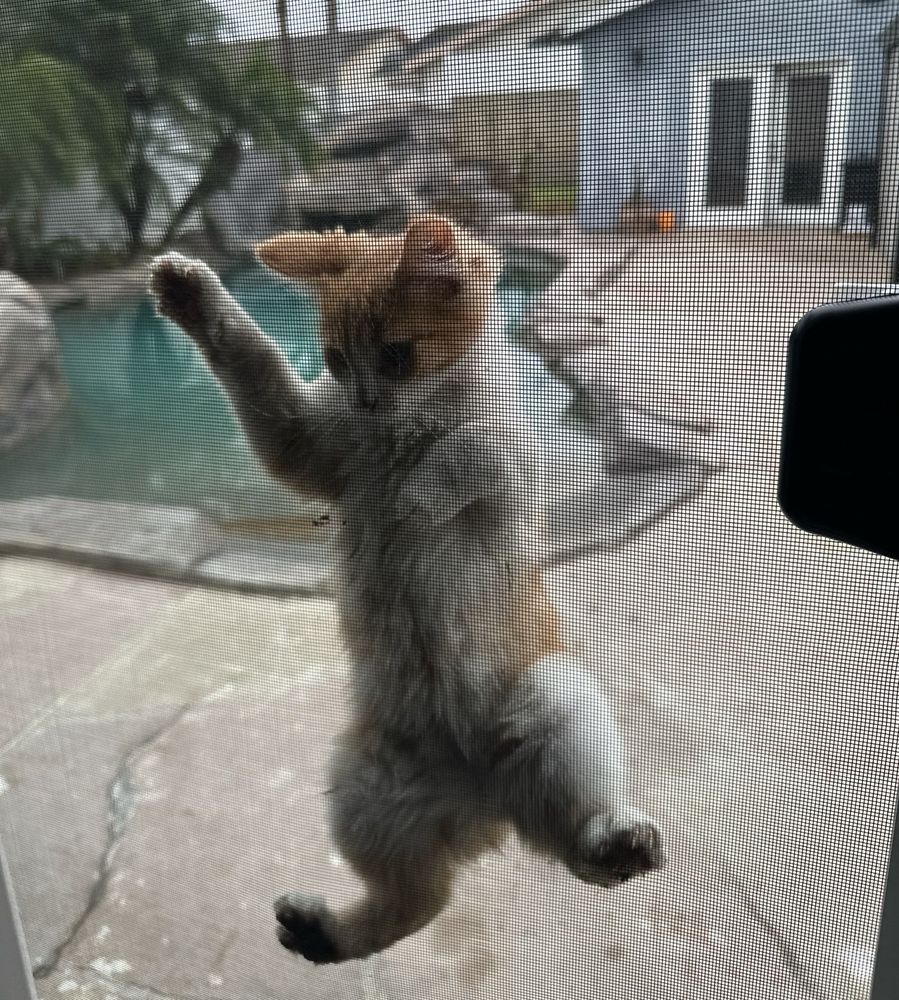 an orange and white kitten climbing on my brand new screens