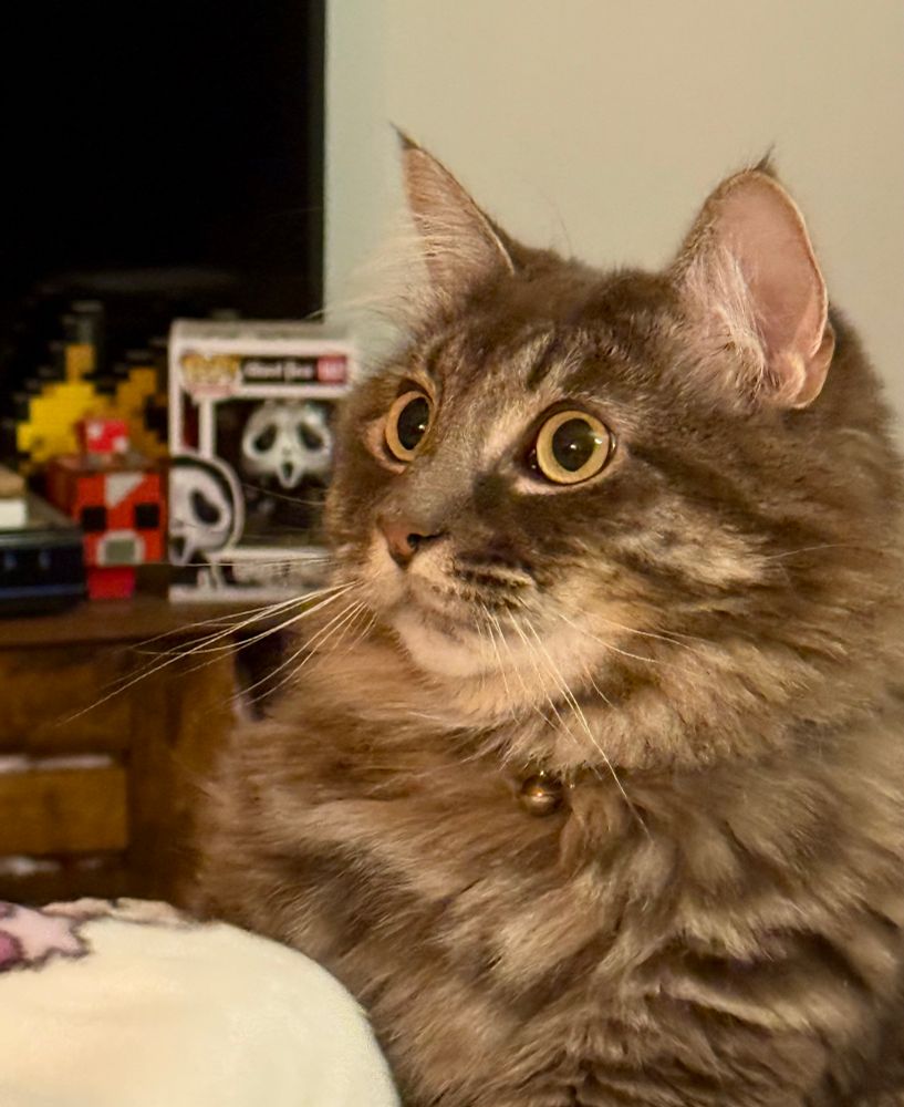 crunchy (grey cat) laying on my bed
