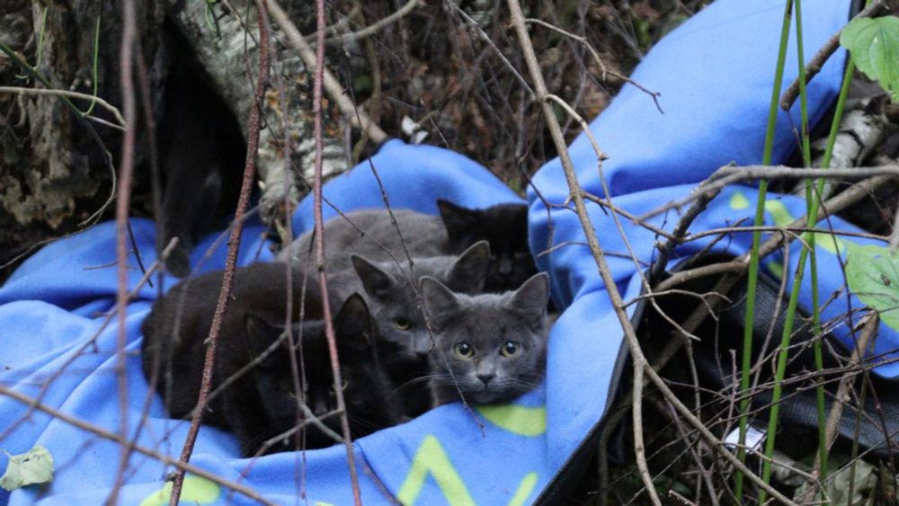 Westerkappeln: 21 Babykatzen an Kanal gefunden