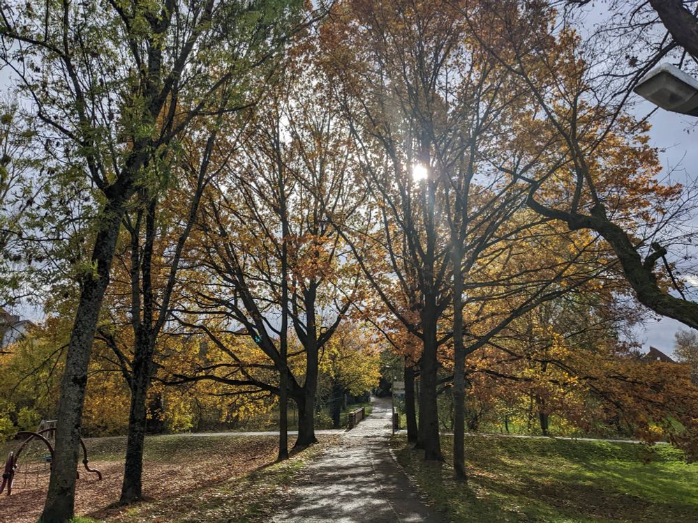 Herbstbäume mit Sonne die durch schimmert