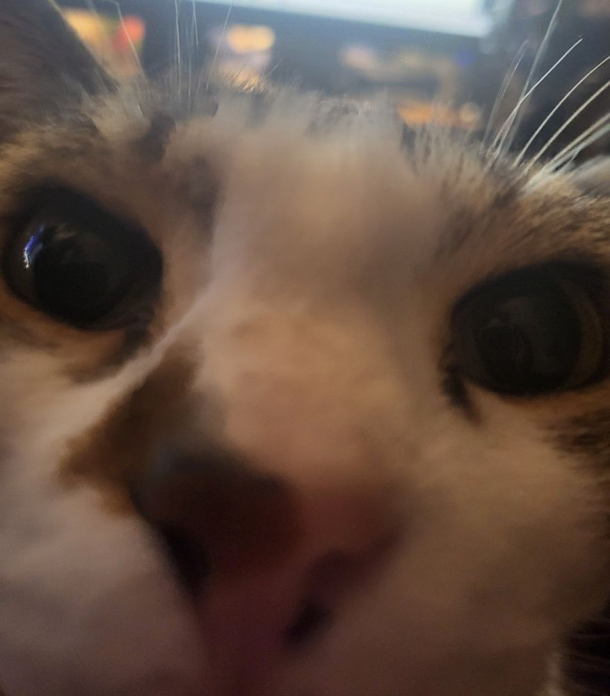 a photo of jc, a white and brown tabby, with her face extremely close to the camera. all you can see are her eyes and her pink and brown nose.