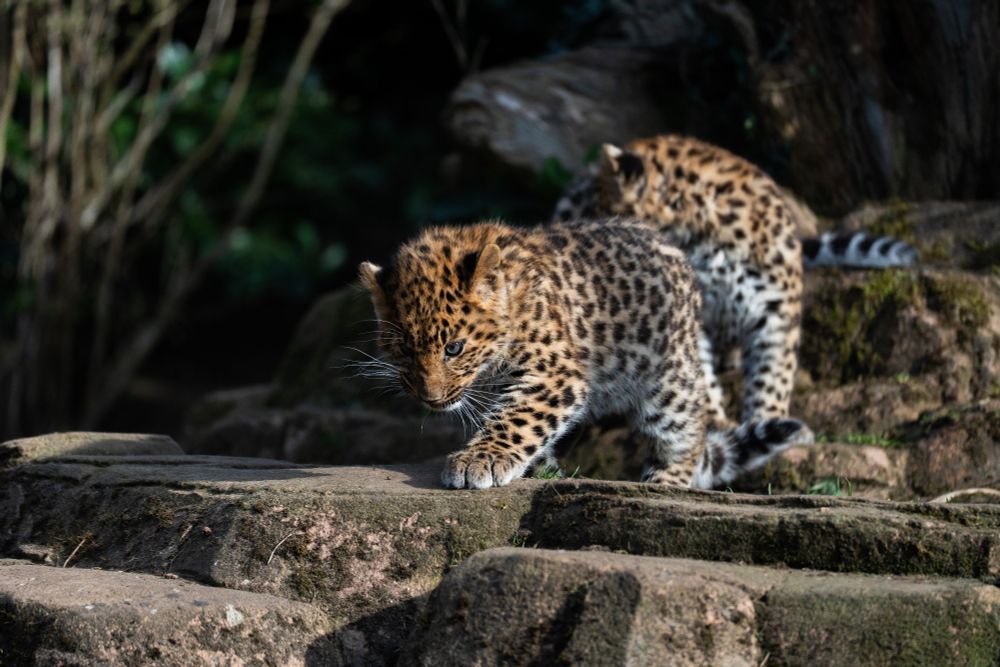 Four month old Amur leopard cubs, one male and one female, exploring their habitat at Colchester Zoo in Essex, UK.