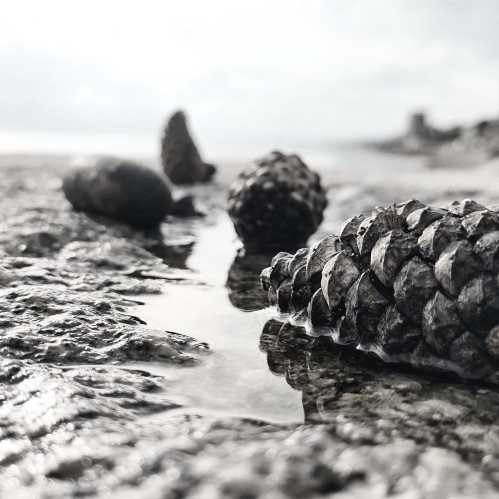 Three pine cones and a stone, backlit and lying in a puddle of water on a stone wall.