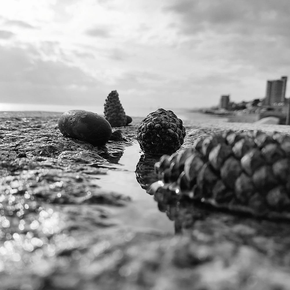 Three pine cones and a stone, backlit and lying in a puddle of water on a stone wall.