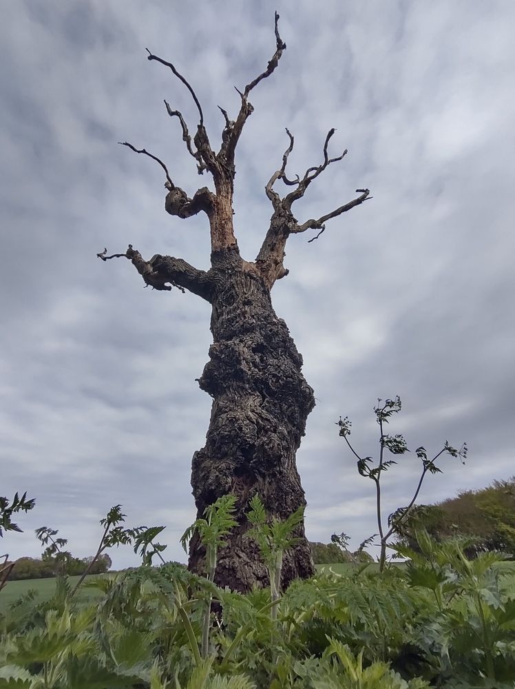 Dead tree in the English countryside 