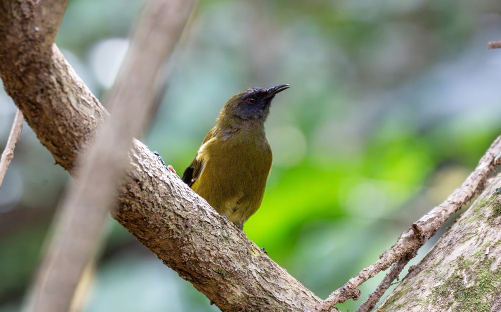 A New Zealand Bellbird perched in a tree in the native forest of Shakespear Regional Park.