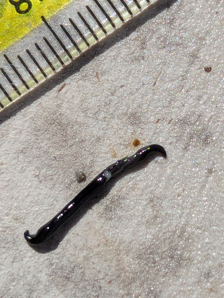 vers plat noir et envahissant