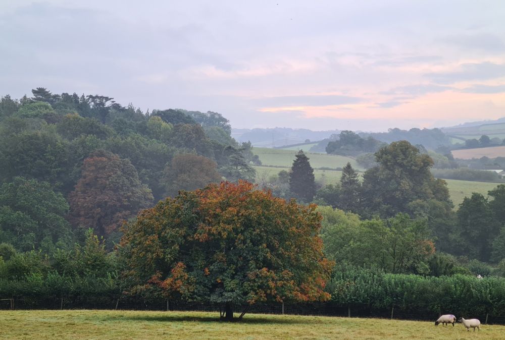 Trees with some brown and orange leaves, hills, fields, two sheep, sunrise