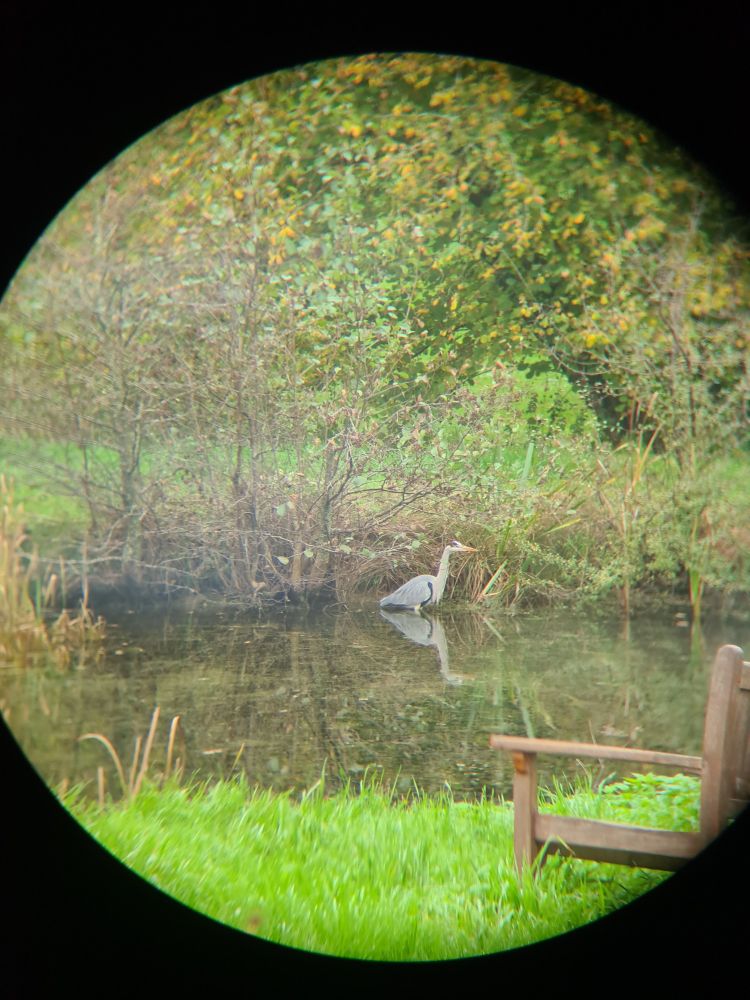 A heron standing in a pond looking for lunch, taken by a phone camera through binoculars, so with a black circle outline 