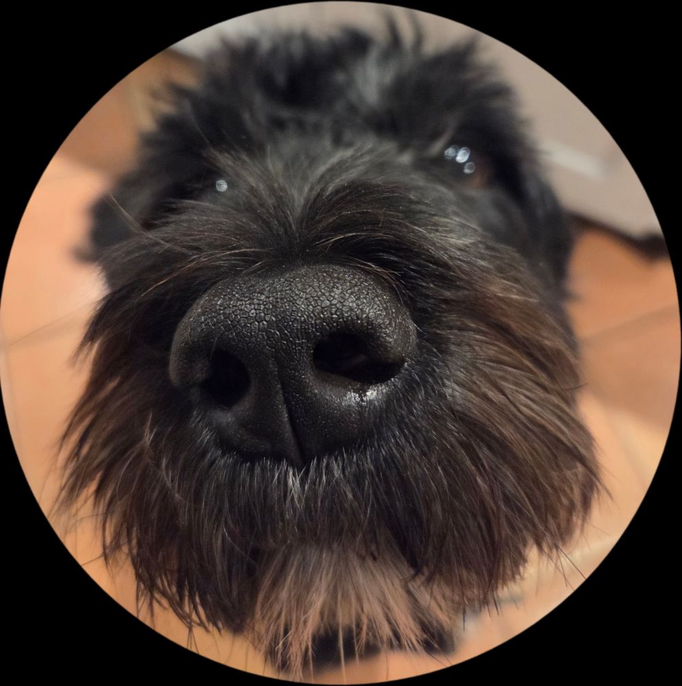 The nose and eyes of a very cute black Portuguese water dog who would like a treat please