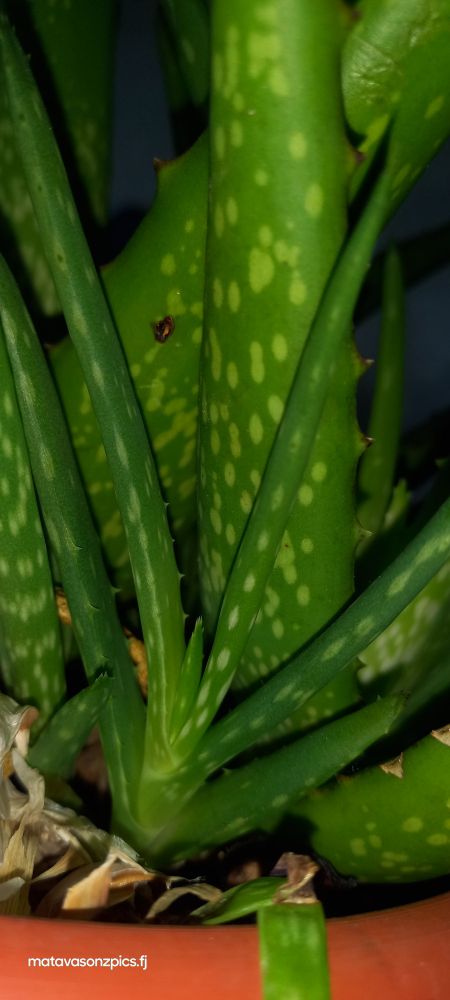 Aloevera plant