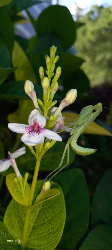 Will come back to this post once I found the plant and friends name 