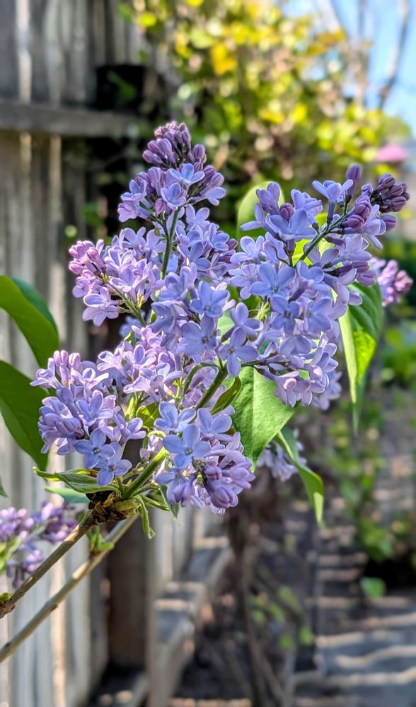 A sprig of lilac catches the sun against a weathered cedar fence.