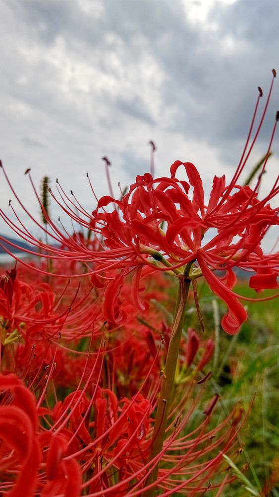 京都亀岡の彼岸花の里の彼岸花と曇り空の写真。