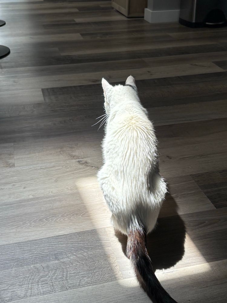A white cat with a black tail sitting in a patch of sun.