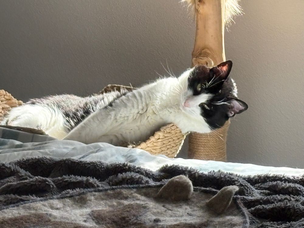 A black and white cat in a cat tree stretching over the side.